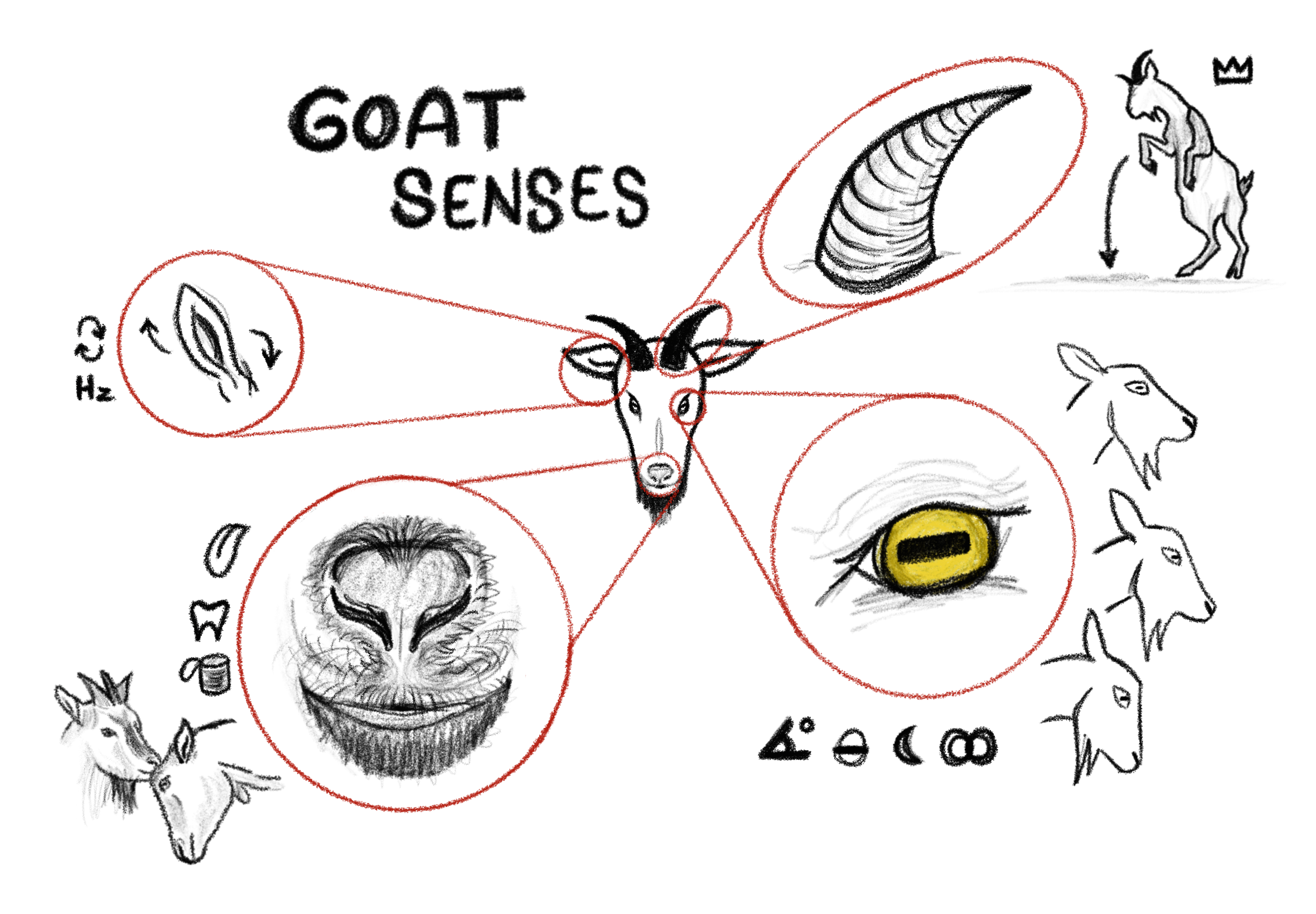 A visual collection of goat senses